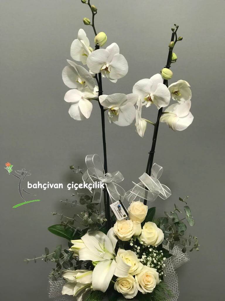 Albenili Çiftli Orkide